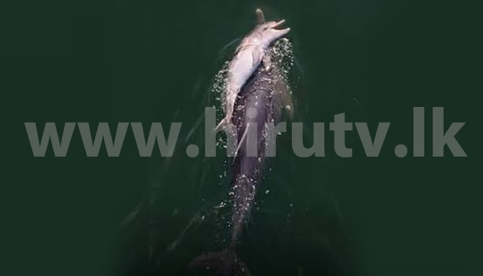 Hiru Tv Blog