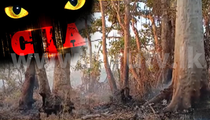 Hiru Tv Blog